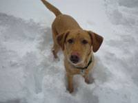 dog in snow