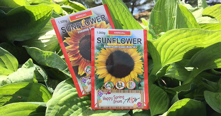 sunflower magazine